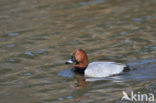 Pochard (Aythya ferina)