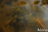 Alternate-flowered Watermilfoil (Myriophyllum alterniflorum)