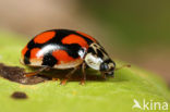 Tienstippelig lieveheersbeestje (Adalia decempunctata)