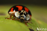 10 spot Ladybird