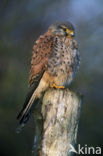 Torenvalk (Falco tinnunculus)