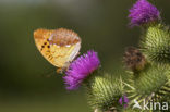 Tsarenmantel (Argynnis laodice)