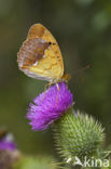 Tsarenmantel (Argynnis laodice)