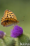 Pallas’s Fritillary (Argynnis laodice)