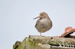 Tureluur (Tringa totanus) 