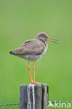 Common Redshank (Tringa totanus)