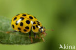 22 spot Ladybird