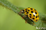 22 spot Ladybird