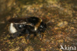 Tweekleurige koekoekshommel (Bombus bohemicus)