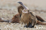 Eurasian Griffon (Gyps fulvus)