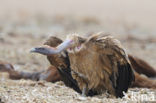 Eurasian Griffon (Gyps fulvus)