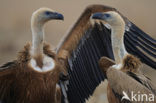 Eurasian Griffon (Gyps fulvus)