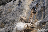 Eurasian Griffon (Gyps fulvus)