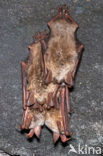 Vale vleermuis (Myotis myotis) 