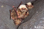 Vale vleermuis (Myotis myotis) 