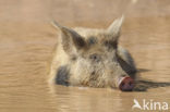 Pig (Sus domesticus)