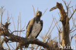Martial eagle (Polemaetus bellicosus)