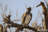 Martial eagle (Polemaetus bellicosus)