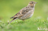 Sky Lark (Alauda arvensis)