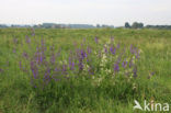 Meadow Clary (Salvia pratensis)