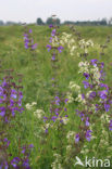 Meadow Clary (Salvia pratensis)