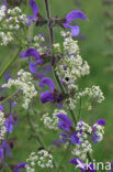 Meadow Clary (Salvia pratensis)