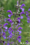 Veldsalie (Salvia pratensis) 