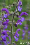 Meadow Clary (Salvia pratensis)