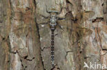 Common Hawker (Aeshna juncea)