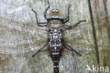 Common Hawker (Aeshna juncea)