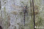 Common Hawker (Aeshna juncea)