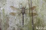Venglazenmaker (Aeshna juncea)