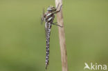 Venglazenmaker (Aeshna juncea)