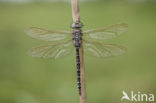 Venglazenmaker (Aeshna juncea)