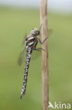 Venglazenmaker (Aeshna juncea)