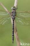 Venglazenmaker (Aeshna juncea)