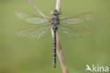 Venglazenmaker (Aeshna juncea)