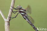 Venglazenmaker (Aeshna juncea)