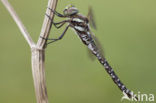 Venglazenmaker (Aeshna juncea)