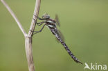 Venglazenmaker (Aeshna juncea)