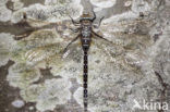 Common Hawker (Aeshna juncea)