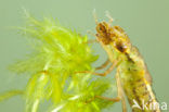 Common Hawker (Aeshna juncea)