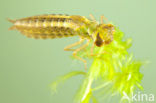 Common Hawker (Aeshna juncea)