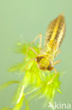 Venglazenmaker (Aeshna juncea)