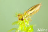 Common Hawker (Aeshna juncea)