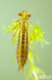 Common Hawker (Aeshna juncea)