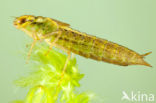 Common Hawker (Aeshna juncea)