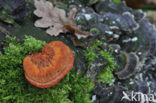 Cinnabar Bracket (Pycnoporus cinnabarinus)