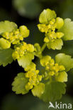 Alternate-leaved Golden Saxifrage (Chrysosplenium alternifolium)