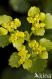 Verspreidbladig goudveil (Chrysosplenium alternifolium)